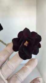 Planta Dobrada 3314 – 35cm – 03 anos - Imagem 5