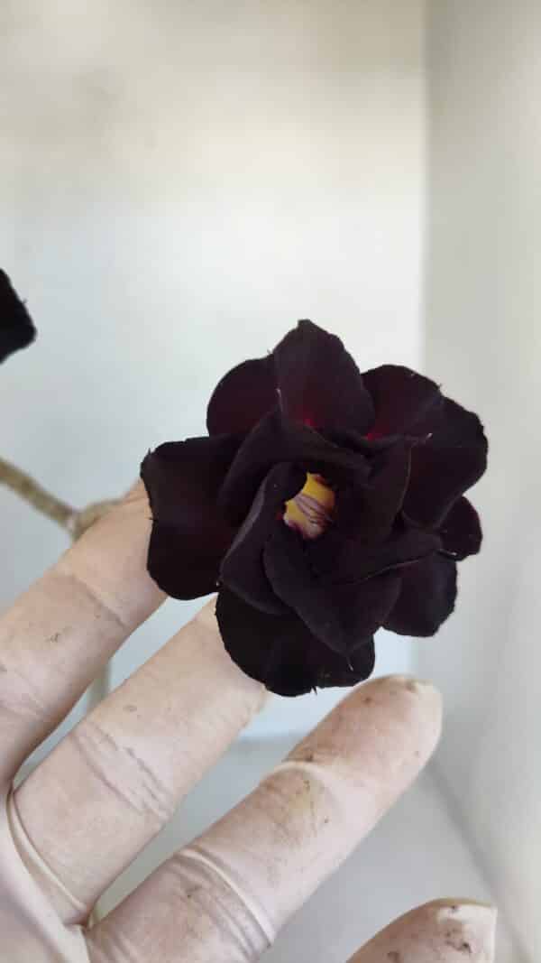 Planta Dobrada 3314 – 35cm – 03 anos - Imagem 5