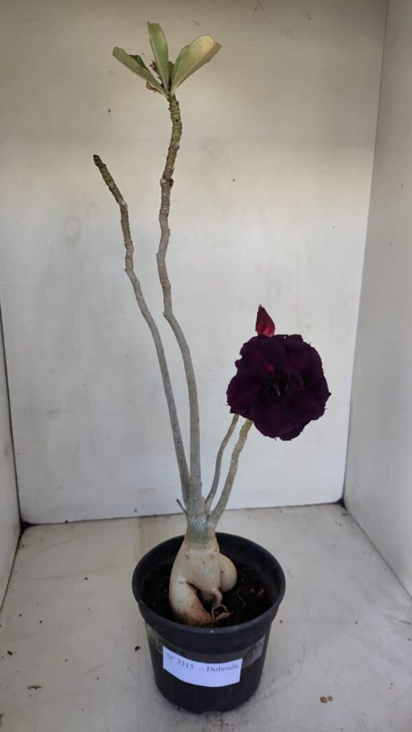 Planta Dobrada 3315 – 45cm – 03 anos - Imagem 2