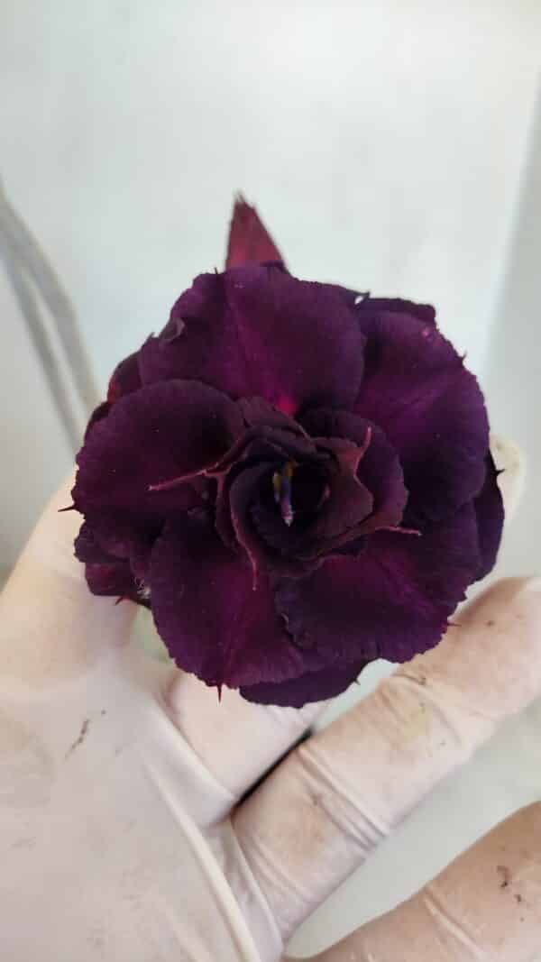 Planta Dobrada 3315 – 45cm – 03 anos - Imagem 1