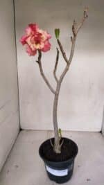 Planta Dobrada 3316 – 35cm – 03 anos - Imagem 2