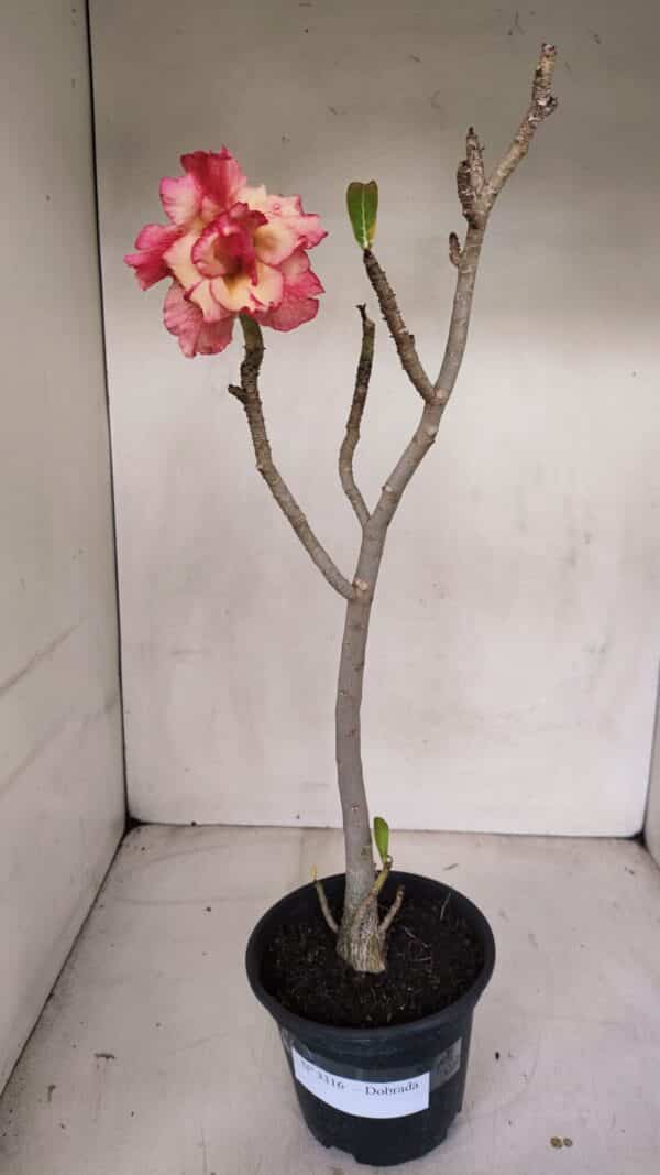 Planta Dobrada 3316 – 35cm – 03 anos - Imagem 2