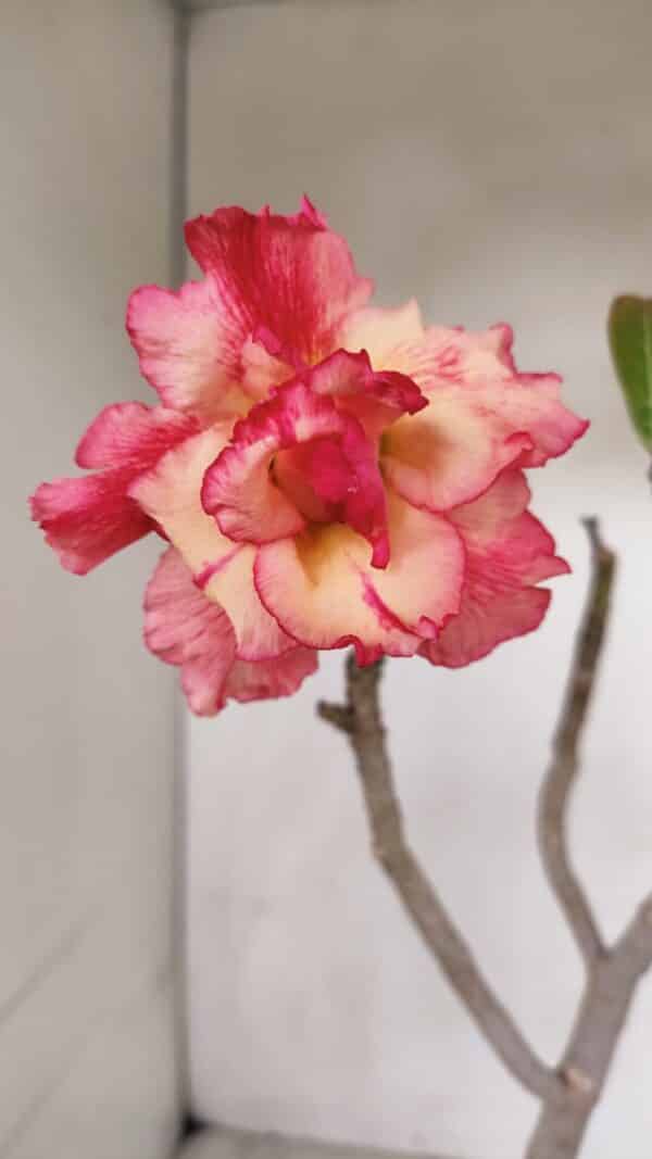 Planta Dobrada 3316 – 35cm – 03 anos - Imagem 1