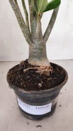 Planta Dobrada 3317 – 35cm – 03 anos - Imagem 9