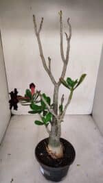 Planta Dobrada 3317 – 35cm – 03 anos - Imagem 7