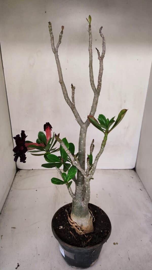 Planta Dobrada 3317 – 35cm – 03 anos - Imagem 7
