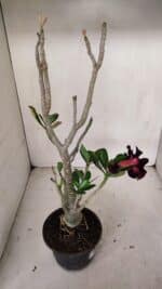 Planta Dobrada 3317 – 35cm – 03 anos - Imagem 6