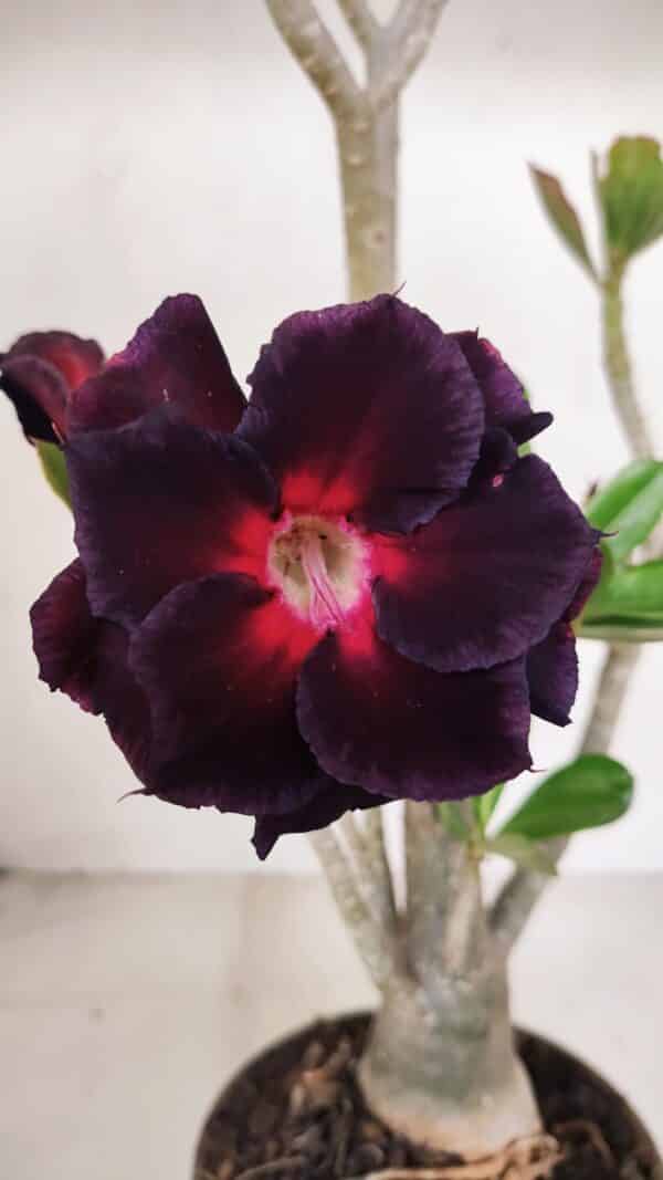 Planta Dobrada 3317 – 35cm – 03 anos - Imagem 1