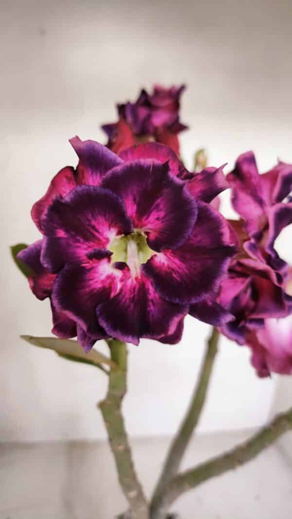 Planta Dobrada 3318 – 35cm – 03 anos - Imagem 1