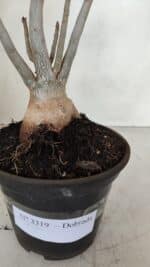 Planta Dobrada 3319 – 35cm – 03 anos - Imagem 7