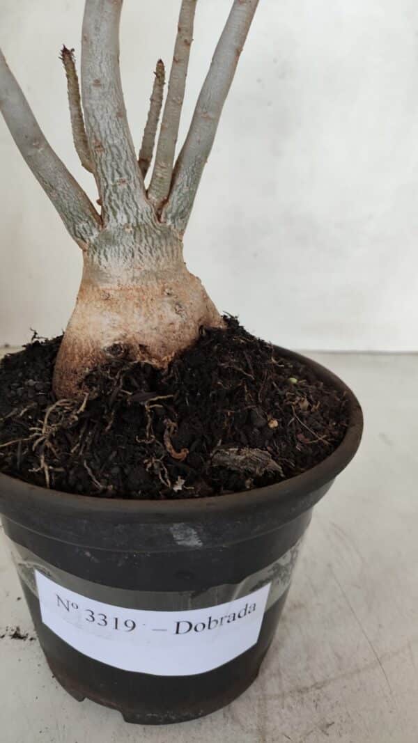 Planta Dobrada 3319 – 35cm – 03 anos - Imagem 7
