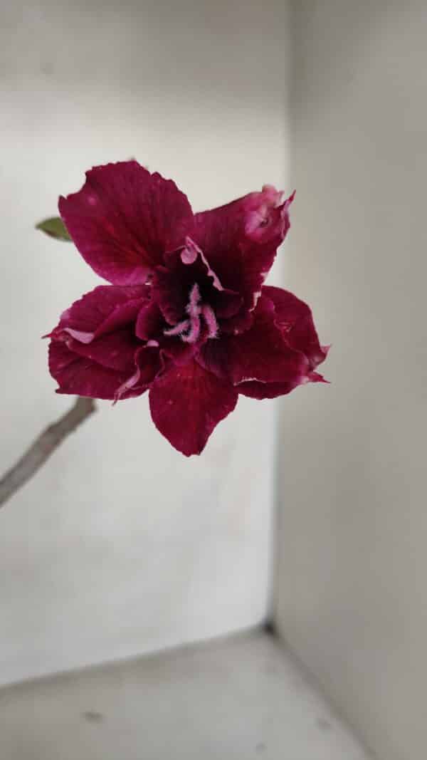 Planta Dobrada 3319 – 35cm – 03 anos - Imagem 1
