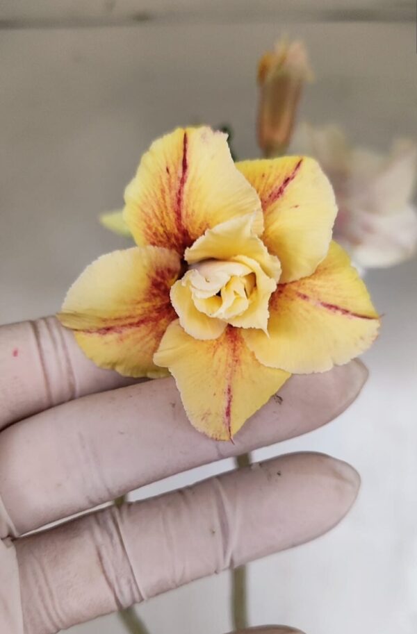 Planta Dobrada 3320 – 35cm – 03 anos - Imagem 1