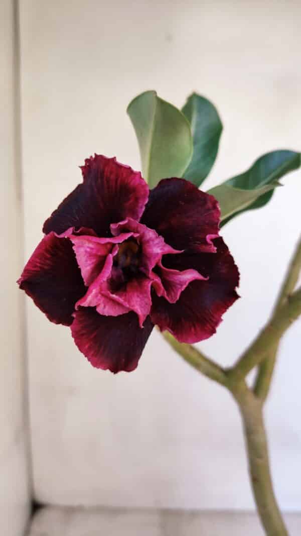Planta Dobrada 3321 – 35cm – 03 anos - Imagem 1