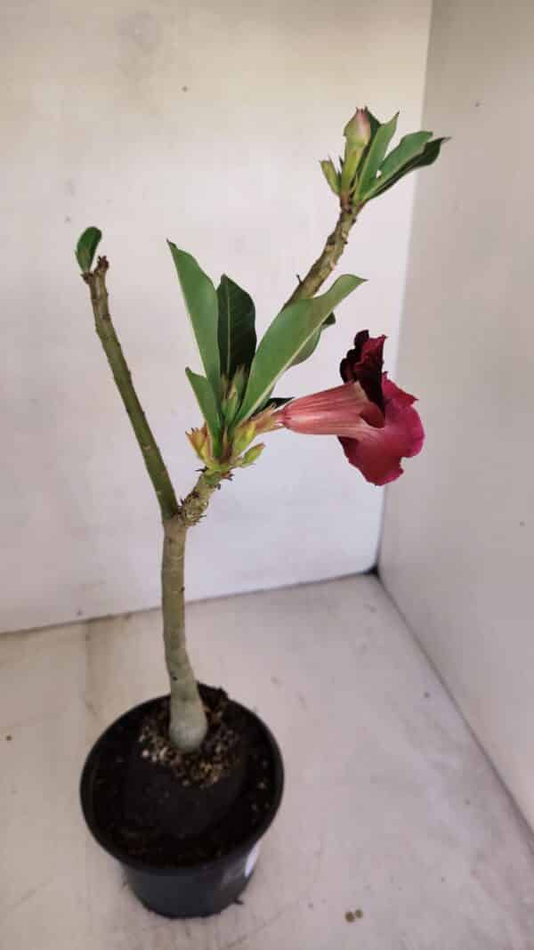 Planta Dobrada 3321 – 35cm – 03 anos - Imagem 6