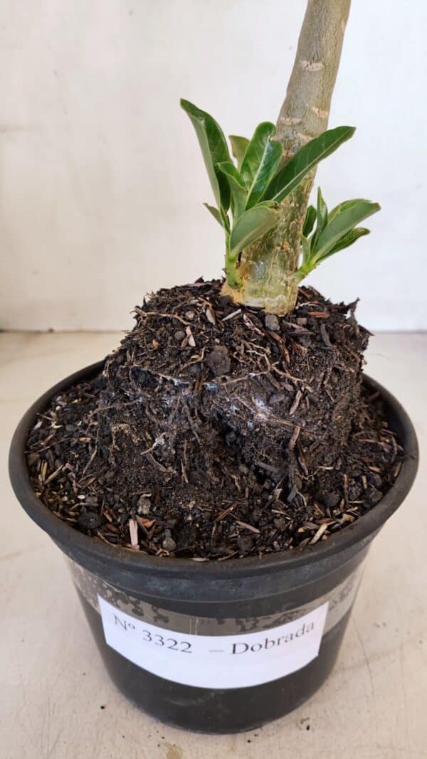 Planta Dobrada 3322 – 35cm – 03 anos - Imagem 7