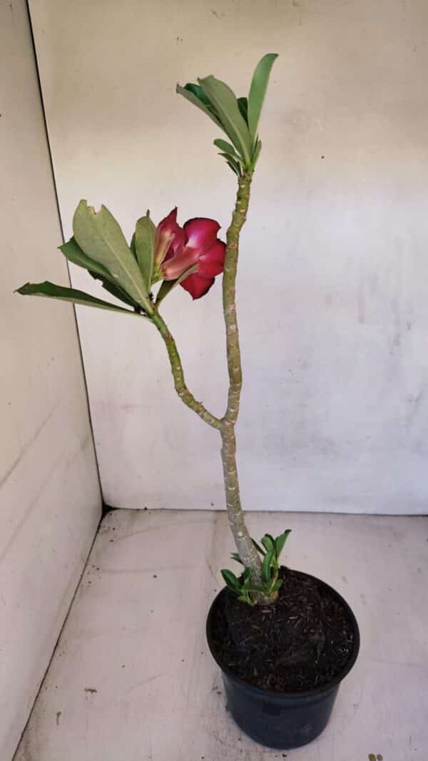 Planta Dobrada 3322 – 35cm – 03 anos - Imagem 5
