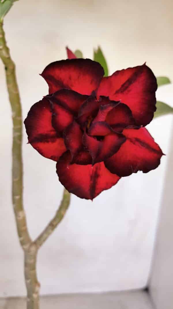 Planta Dobrada 3322 – 35cm – 03 anos - Imagem 1