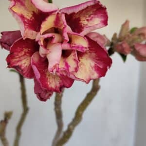 Planta Dobrada 3323 – 35cm – 03 anos