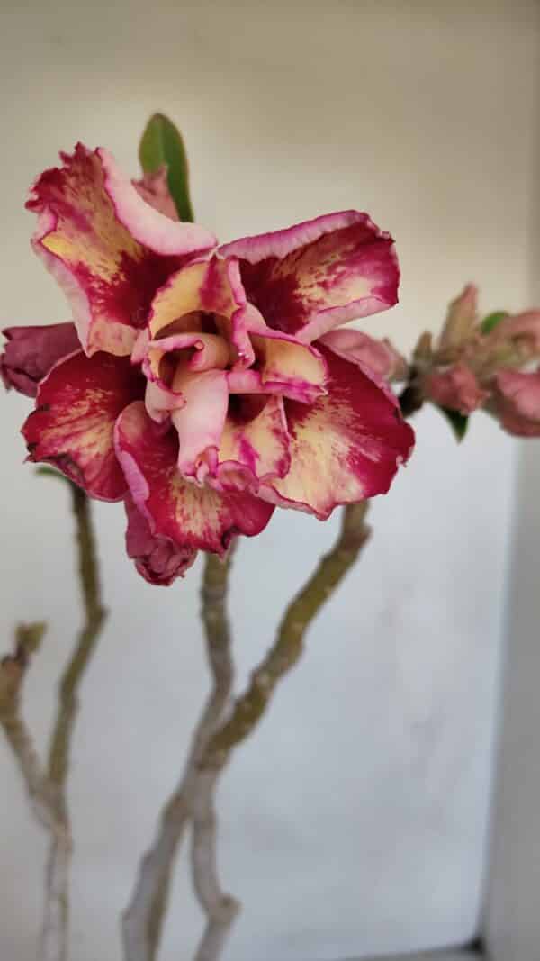 Planta Dobrada 3323 – 35cm – 03 anos - Imagem 1