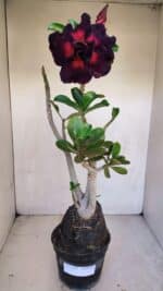 Planta Dobrada 3324 – 40cm – 03 anos