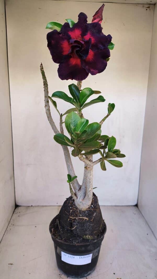 Planta Dobrada 3324 – 40cm – 03 anos - Imagem 1