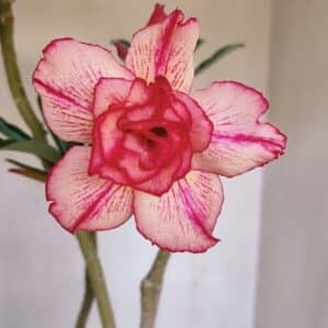 Planta Dobrada 3325 – 35cm – 03 anos