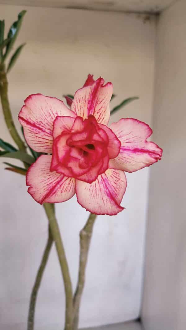 Planta Dobrada 3325 – 35cm – 03 anos - Imagem 1