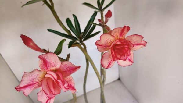 Planta Dobrada 3325 – 35cm – 03 anos - Imagem 4