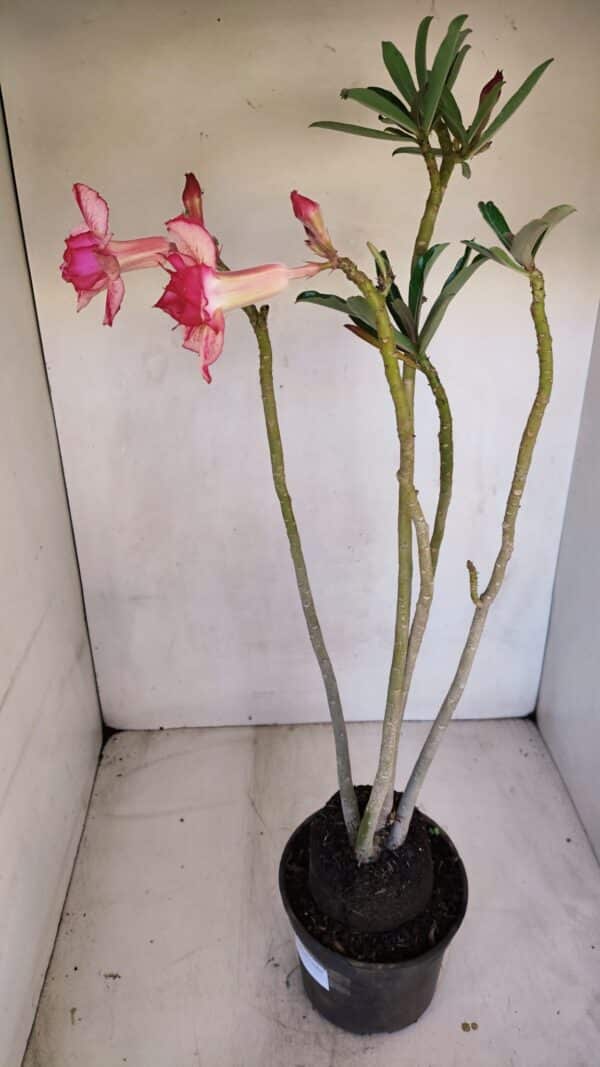 Planta Dobrada 3325 – 35cm – 03 anos - Imagem 7