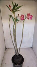 Planta Dobrada 3325 – 35cm – 03 anos - Imagem 6