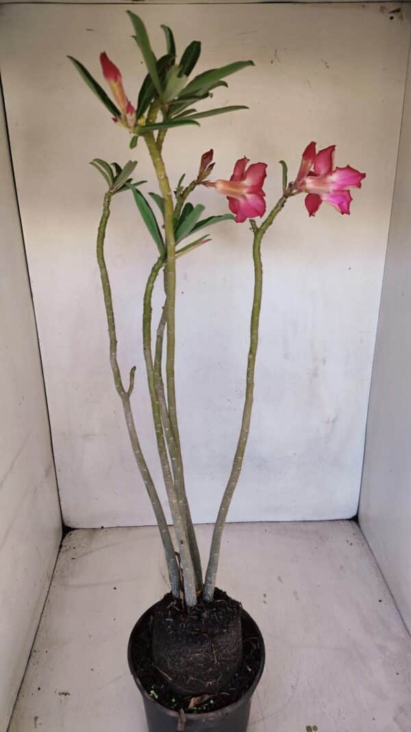 Planta Dobrada 3325 – 35cm – 03 anos - Imagem 6