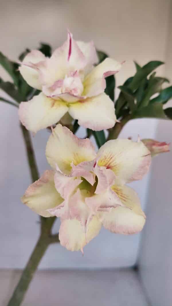 Planta Dobrada 3326 – 35cm – 03 anos - Imagem 1