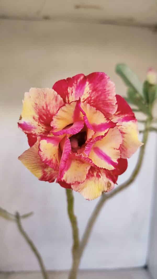 Planta Dobrada 3327 – 35cm – 03 anos - Imagem 1
