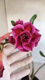 Planta Dobrada 3328 – 35cm – 03 anos - Imagem 3
