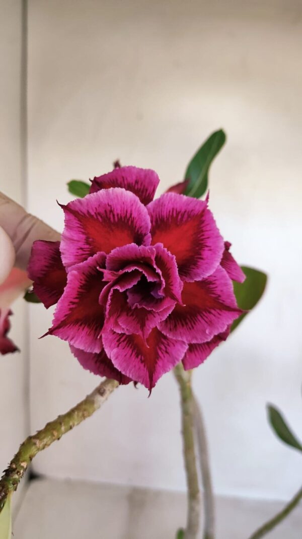 Planta Dobrada 3328 – 35cm – 03 anos - Imagem 1