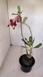 Planta Dobrada 3328 – 35cm – 03 anos - Imagem 5