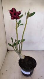 Planta Dobrada 3329 – 35cm – 03 anos - Imagem 2