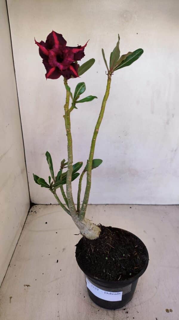 Planta Dobrada 3329 – 35cm – 03 anos - Imagem 2