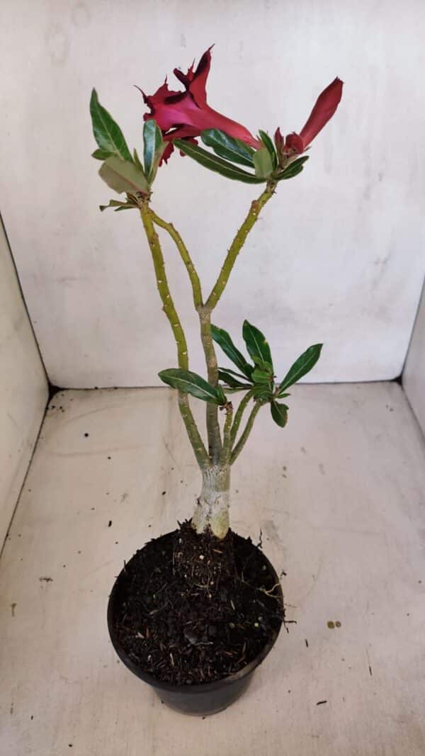 Planta Dobrada 3329 – 35cm – 03 anos - Imagem 6