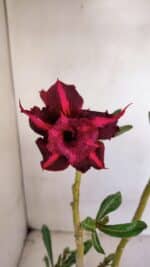 Planta Dobrada 3329 – 35cm – 03 anos