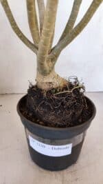 Planta Dobrada 3330 – 40cm – 03 anos - Imagem 7