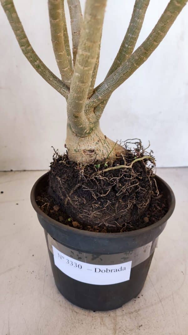 Planta Dobrada 3330 – 40cm – 03 anos - Imagem 7