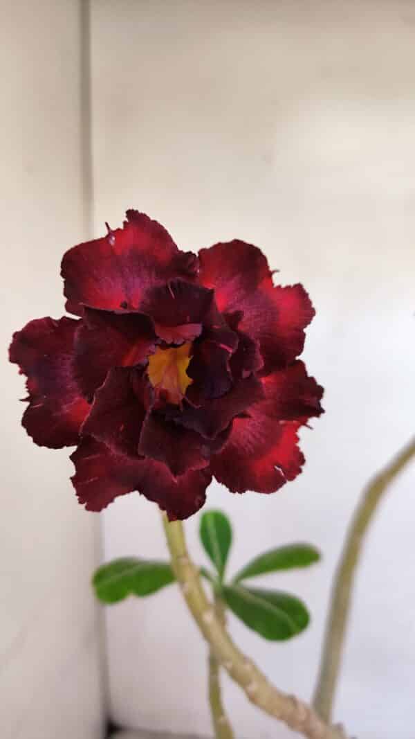 Planta Dobrada 3330 – 40cm – 03 anos - Imagem 1