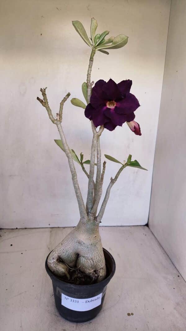 Planta Dobrada 3331 – 40cm – 04 anos - Imagem 1