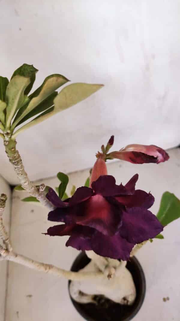 Planta Dobrada 3331 – 40cm – 04 anos - Imagem 3