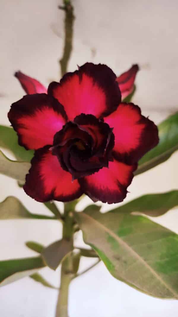 Planta Dobrada 3332 – 50cm – 03 anos - Imagem 1