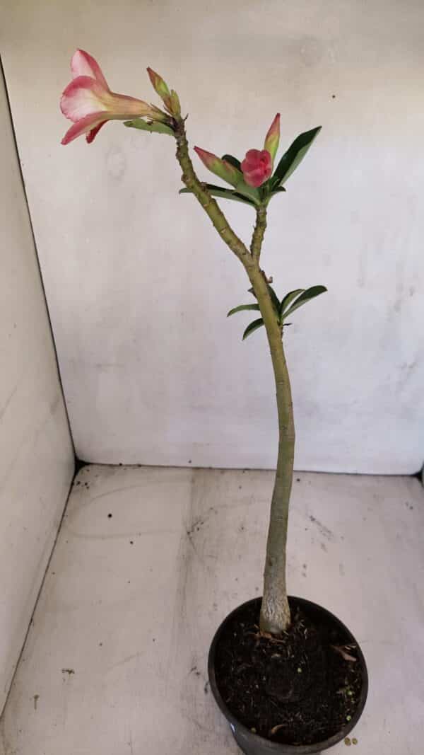 Planta Dobrada 3333 – 30cm – 02 anos - Imagem 6