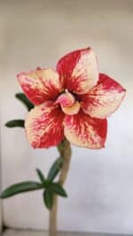 Planta Dobrada 3333 – 30cm – 02 anos