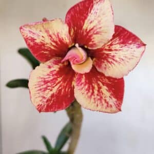 Planta Dobrada 3333 – 30cm – 02 anos